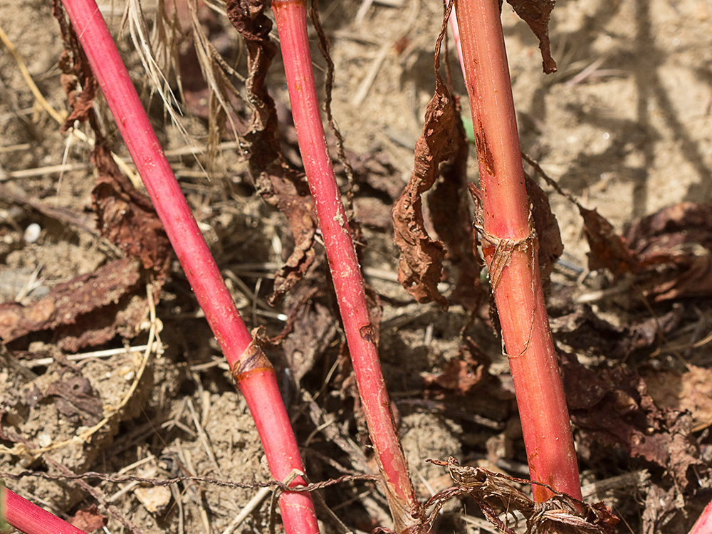 Planta de la Romaza aglomerada (Rumex conglomeratus)