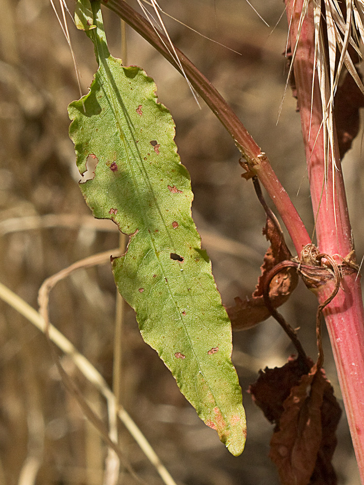 Planta de la Romaza aglomerada (Rumex conglomeratus)