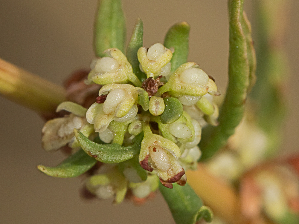 Verticilo de la Romaza aglomerada (Rumex conglomeratus)