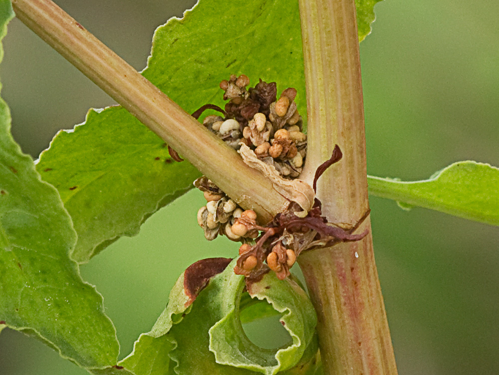 Ramas, hojas y verticilos de la Romaza aglomerada (Rumex conglomeratus)