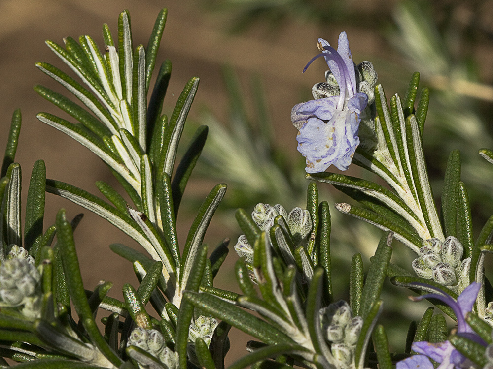 Mata de romero (Rosmarinus officinalis)