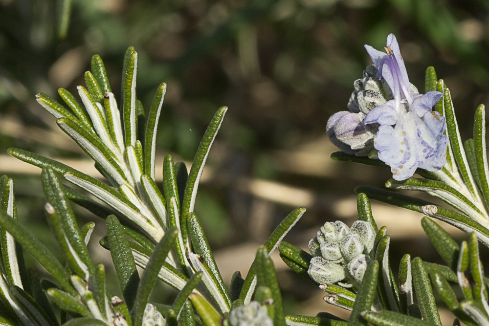 Mata de romero (Rosmarinus officinalis)
