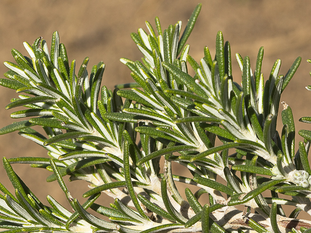 Mata de romero (Rosmarinus officinalis)