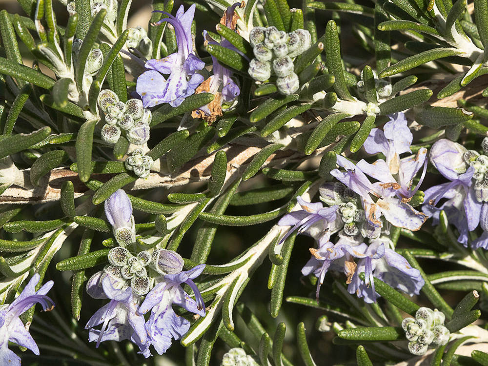 Mata de romero (Rosmarinus officinalis)