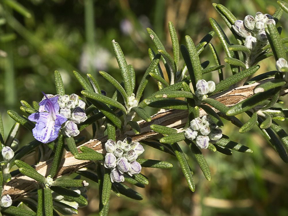 Mata de romero (Rosmarinus officinalis)