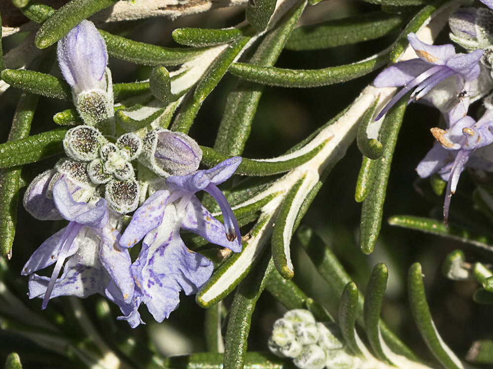 Mata de romero (Rosmarinus officinalis)
