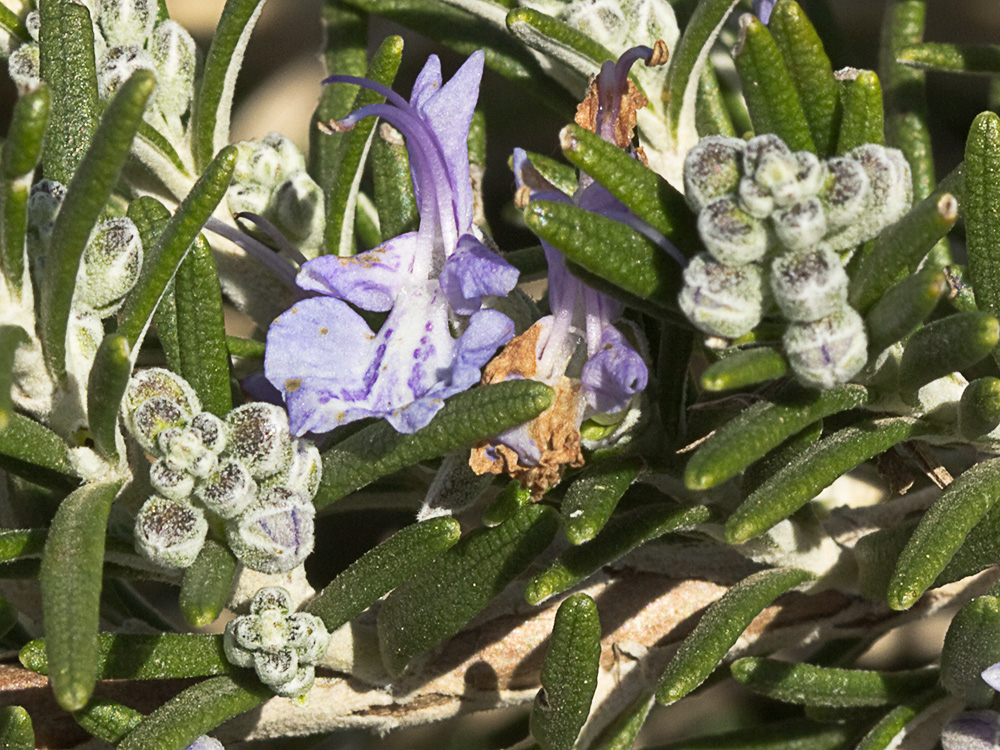 Mata de romero (Rosmarinus officinalis)