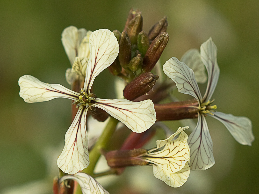 Jaramago o rabaniza, oruga (Eruca vesicaria, eruca sativa)