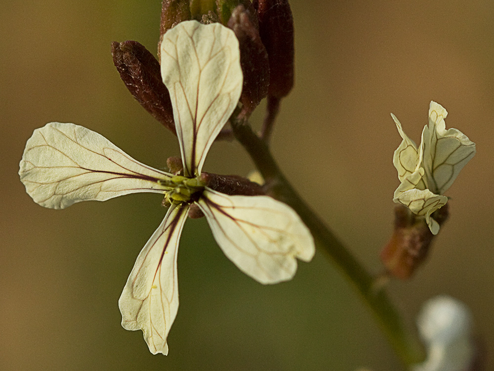Jaramago o rabaniza, oruga (Eruca vesicaria, eruca sativa)