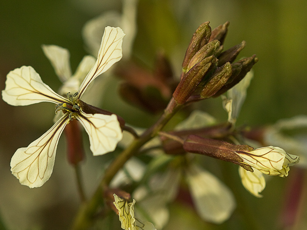 Jaramago o rabaniza, oruga (Eruca vesicaria, eruca sativa)