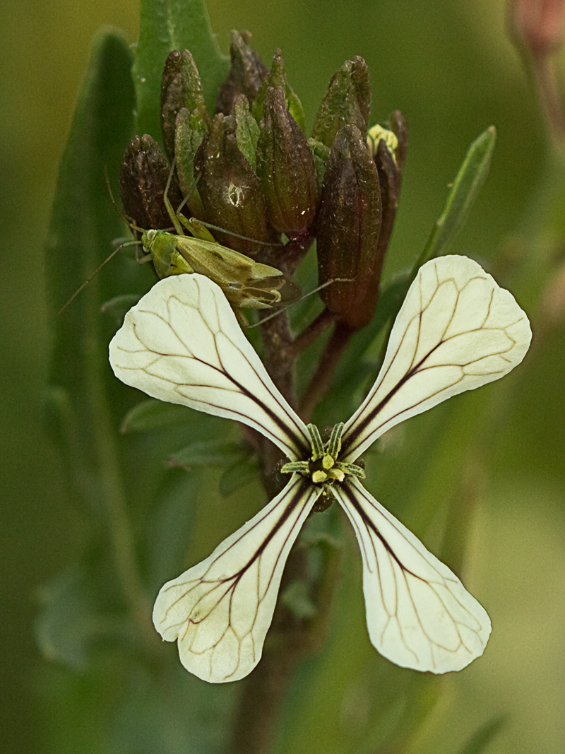 Jaramago o rabaniza, oruga (Eruca vesicaria, eruca sativa)