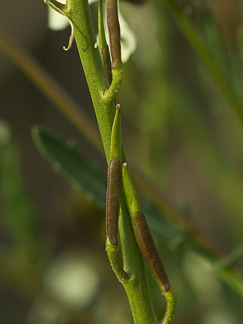 Jaramago o rabaniza, oruga (Eruca vesicaria, eruca sativa)