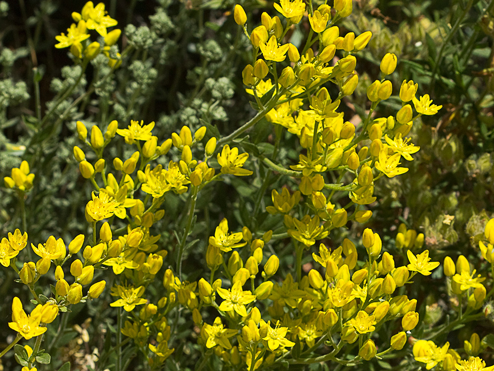 Flores de la ruda silvestre (Haplophyllum linifolium)