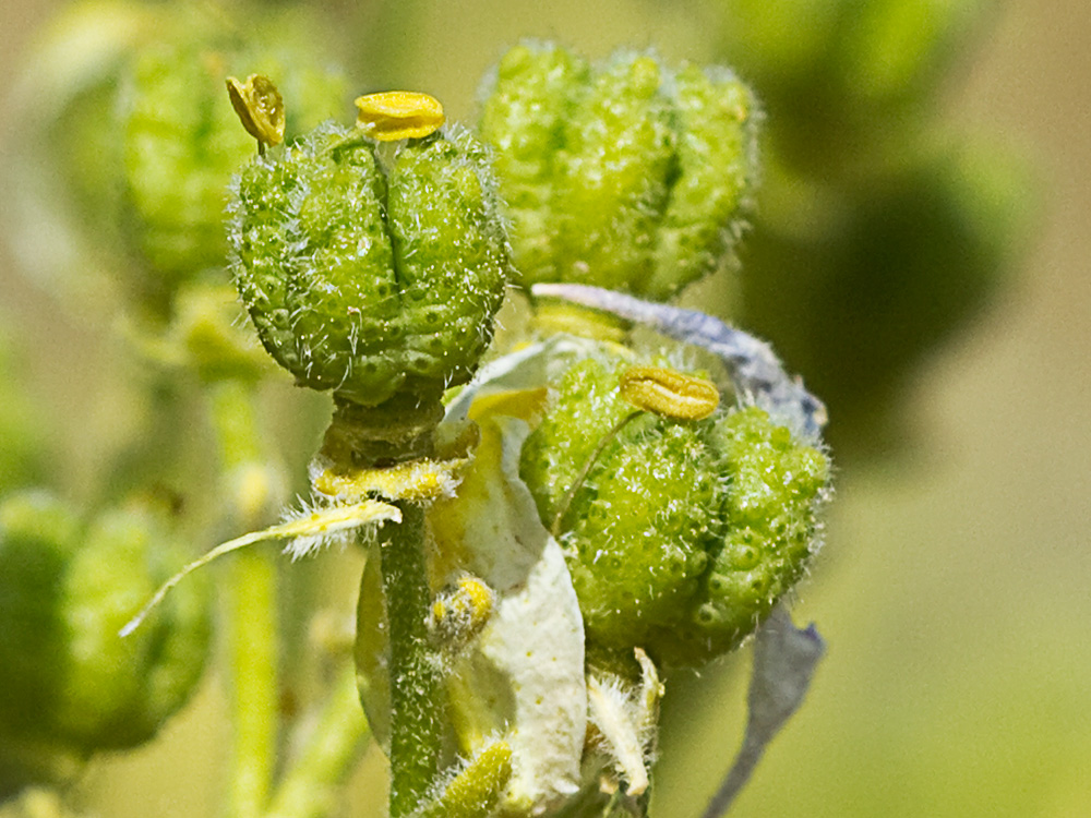 Tallo y hojas de la ruda silvestre (Haplophyllum linifolium)