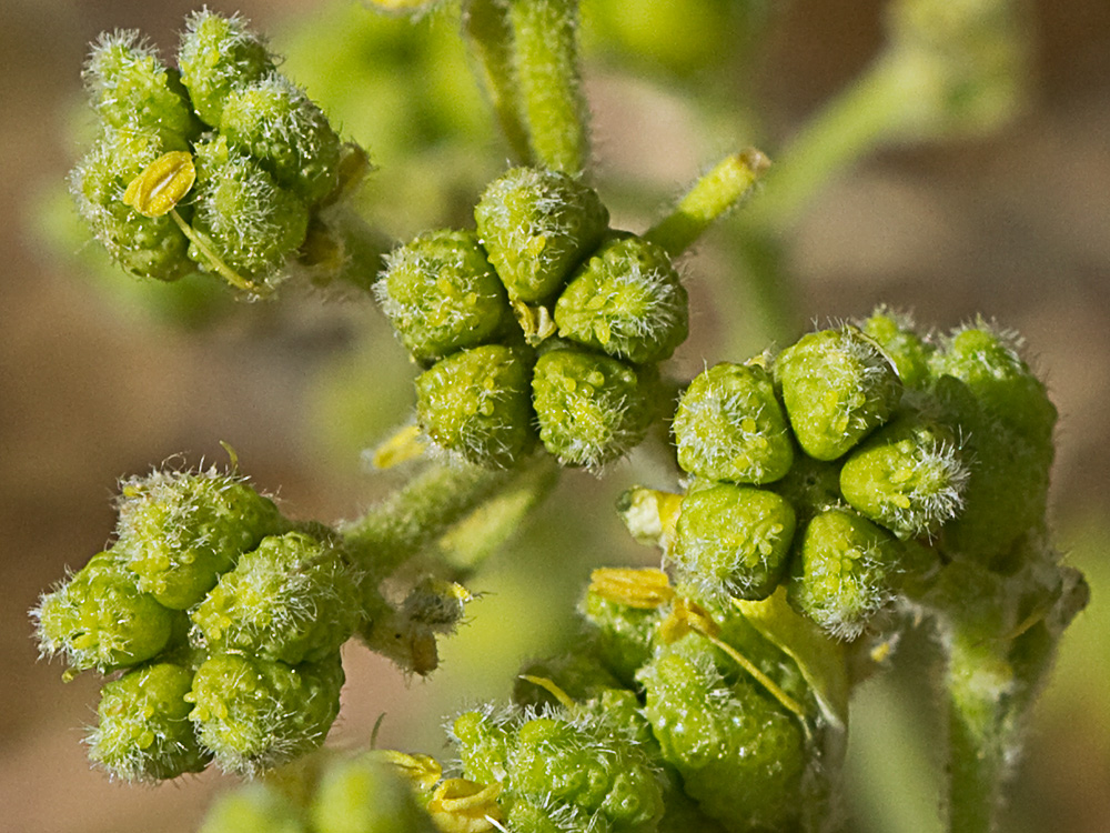 Tallo y hojas de la ruda silvestre (Haplophyllum linifolium)