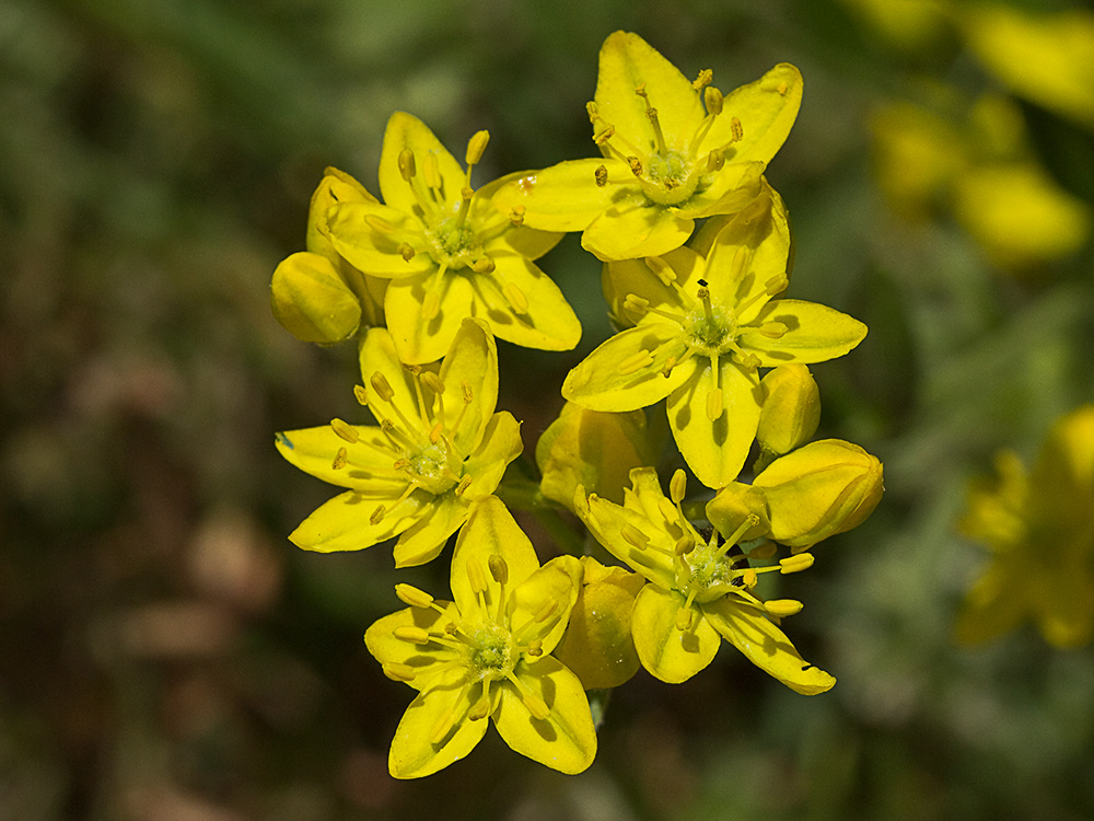 Flores de la ruda silvestre (Haplophyllum linifolium)