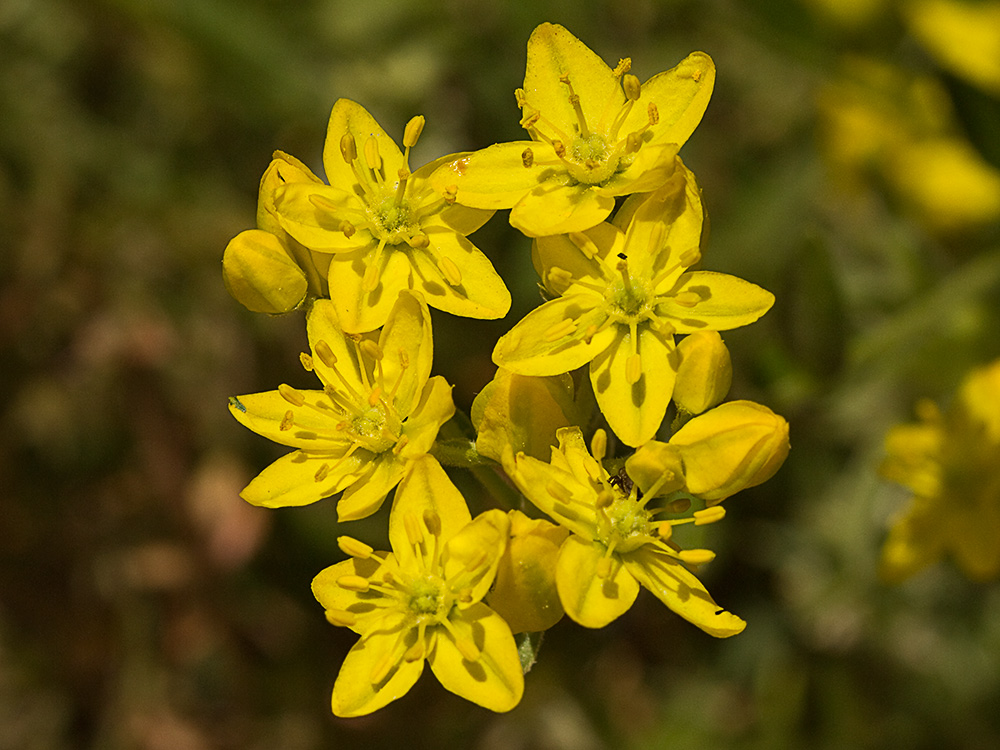 Flores de la ruda silvestre (Haplophyllum linifolium)