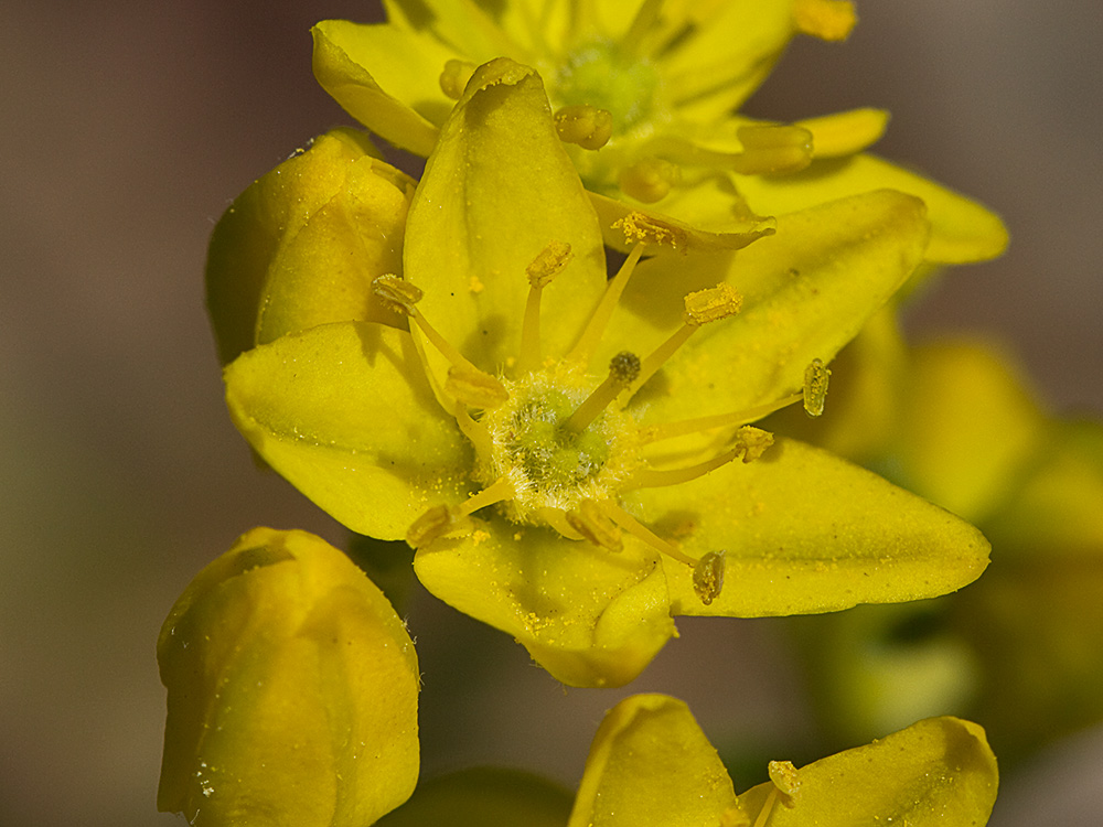 Flor de la ruda silvestre (Haplophyllum linifolium)