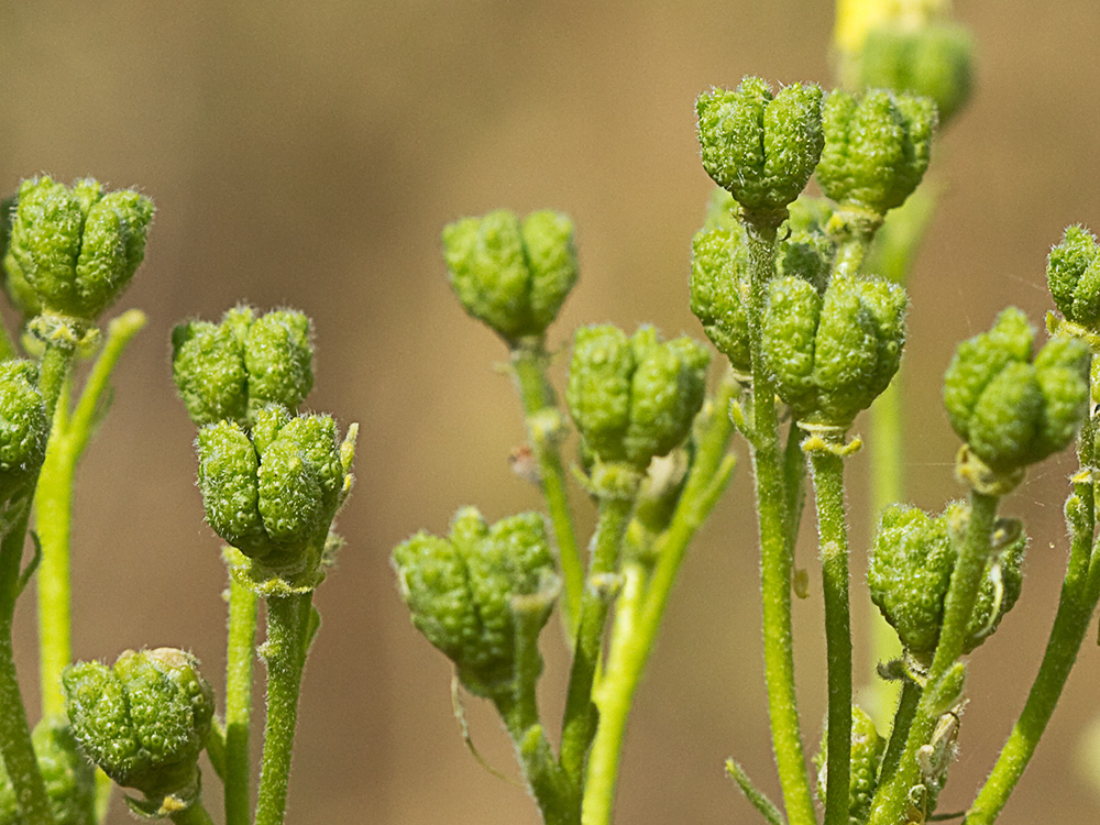 Tallo y hojas de la ruda silvestre (Haplophyllum linifolium)