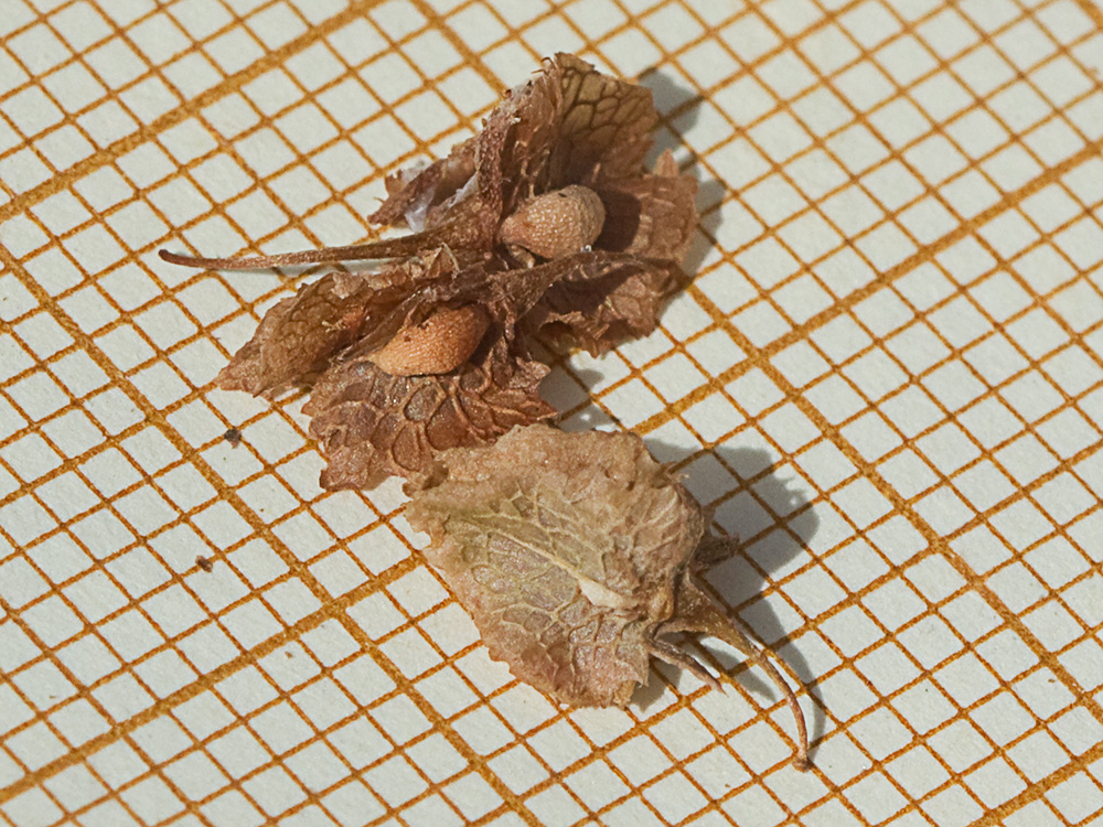 Valvas con tubérculos de la Acedera rizada, Rumex crispus
