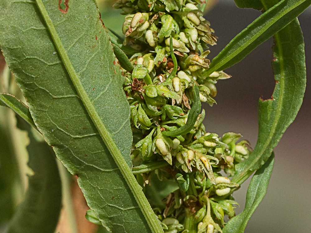 Hojas y frutos de la Romaza palustre (Rumex palustris)