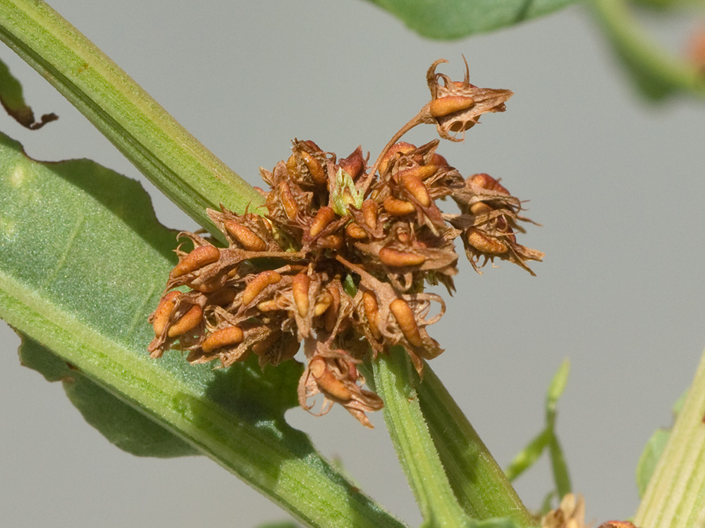 Verticilo de la Romaza palustre (Rumex palustris)