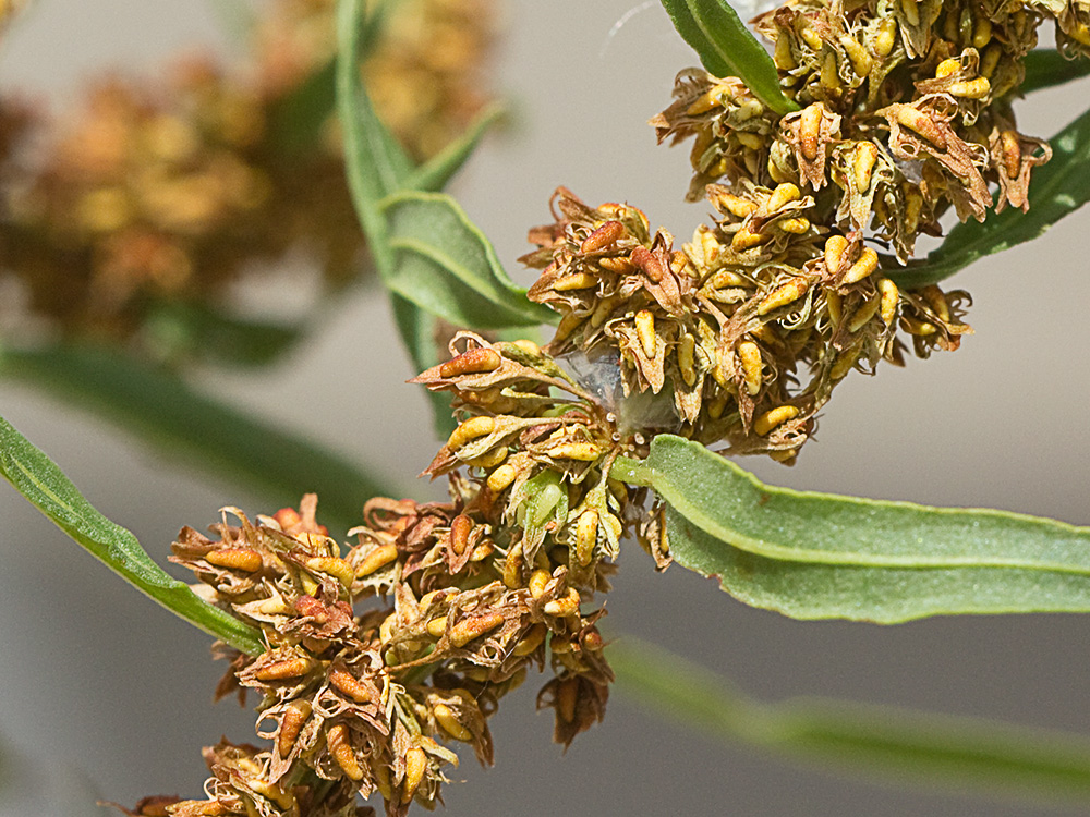 Verticilos de la Romaza palustre (Rumex palustris)