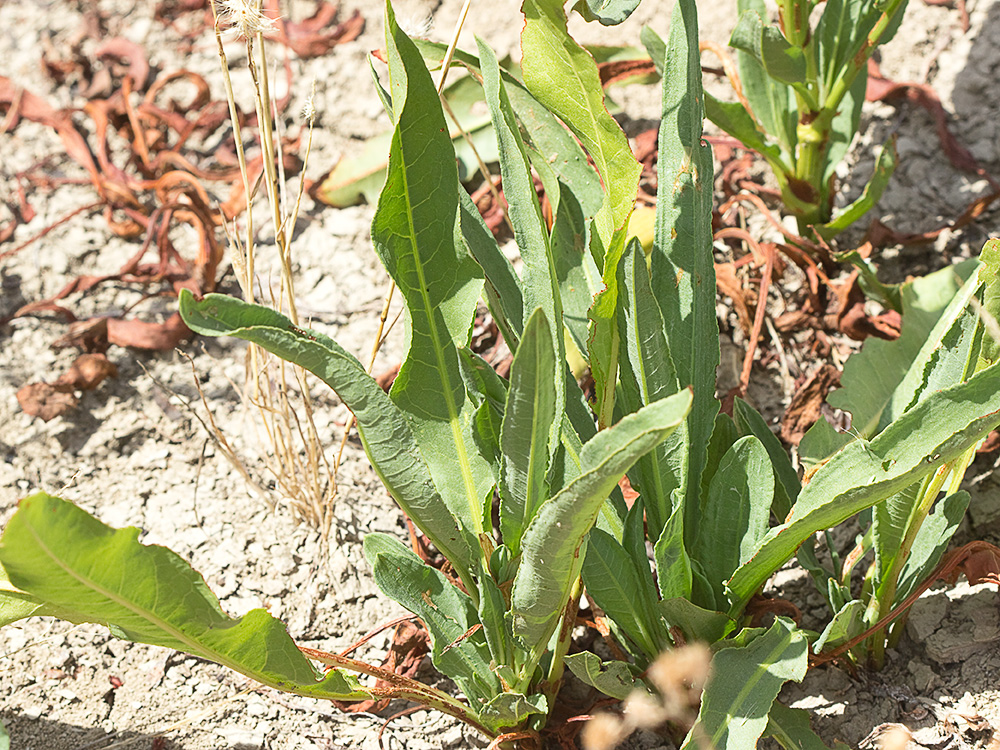 Hojas basales de la Romaza palustre (Rumex palustris)