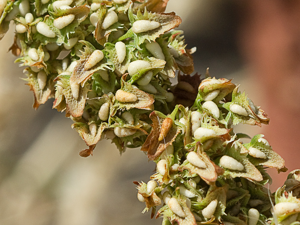 Valvas de la Romaza palustre (Rumex palustris)