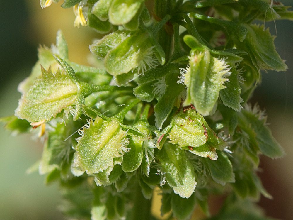 Flores de la Romaza palustre (Rumex palustris)