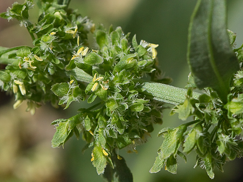 Flores de la Romaza palustre (Rumex palustris)
