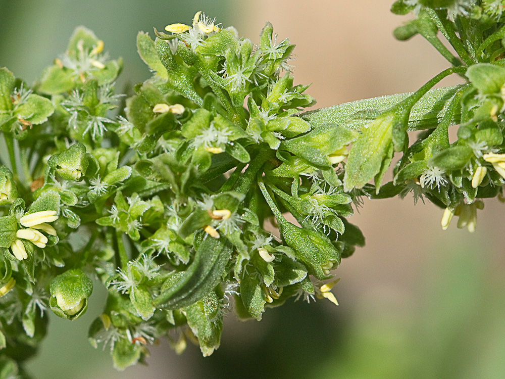 Flores de la Romaza palustre (Rumex palustris)