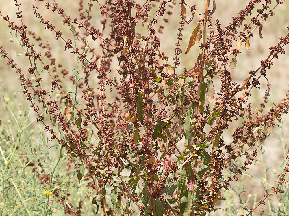 Mata seca de la Romaza palustre (Rumex palustris)
