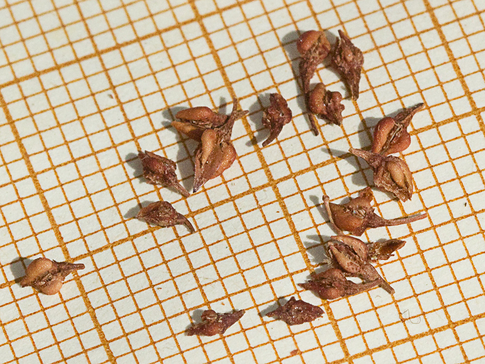 Valvas de la Romaza palustre (Rumex palustris)