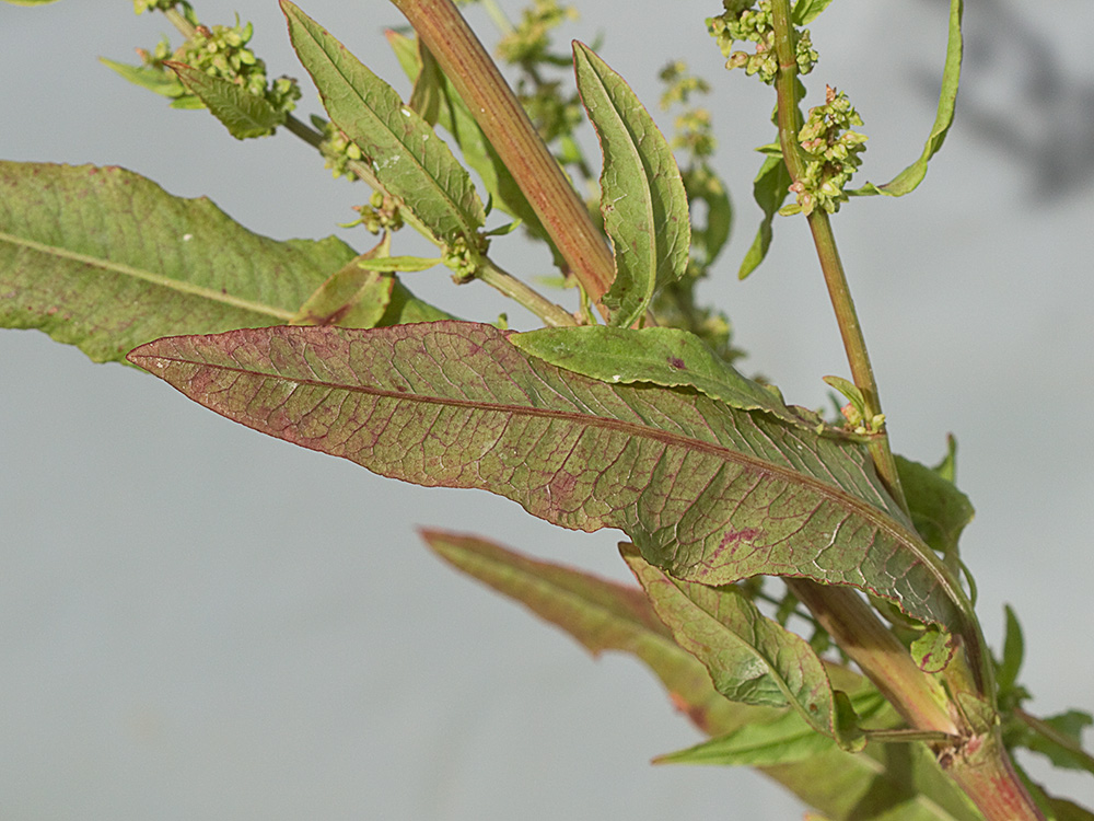 Hojas y tallo de la Romaza palustre (Rumex palustris)