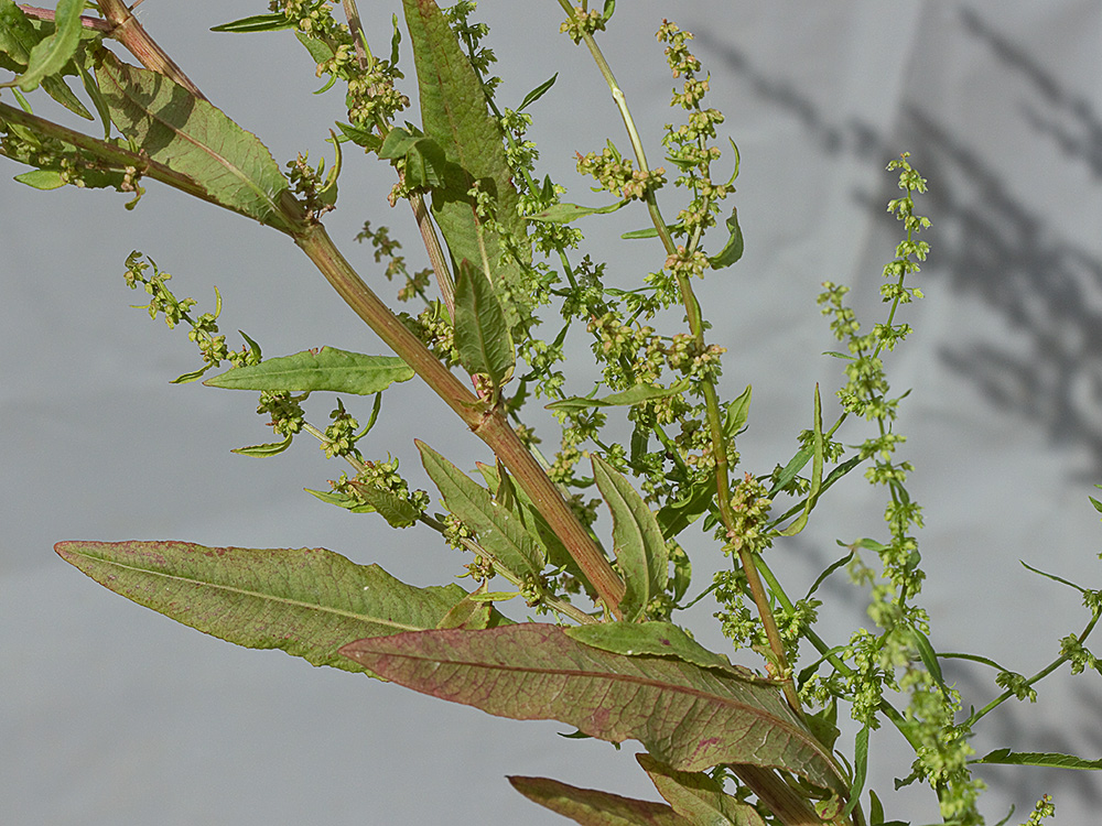 Planta de la Romaza palustre (Rumex palustris)