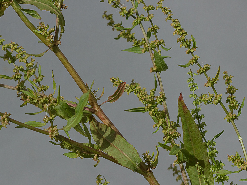 Planta de la Romaza palustre (Rumex palustris)