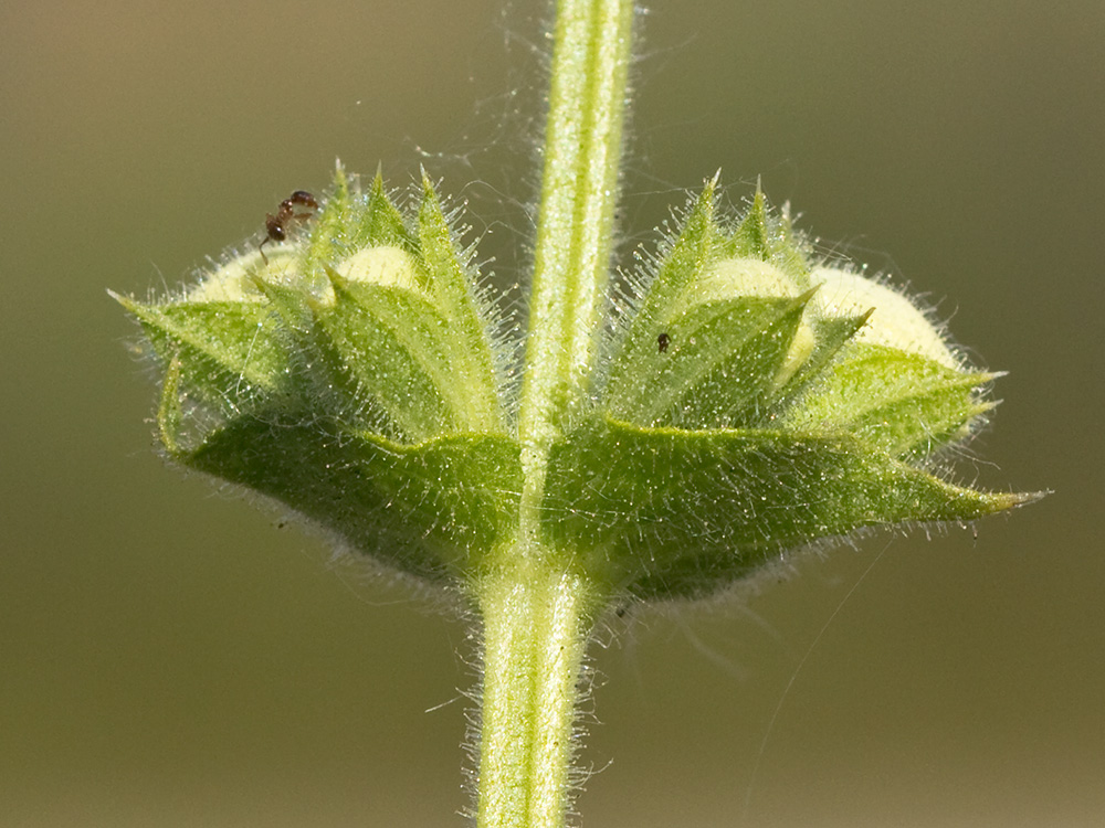 Inflorescencia de Salvia blanca (Salvia argentea)