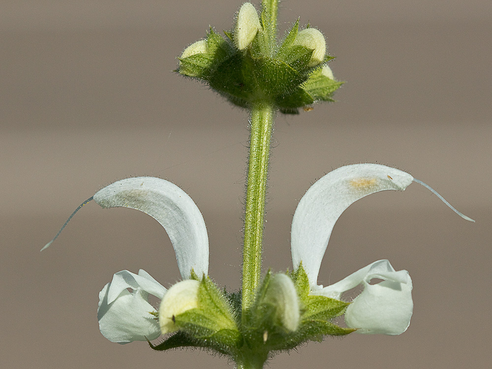 Inflorescencia de Salvia blanca (Salvia argentea)