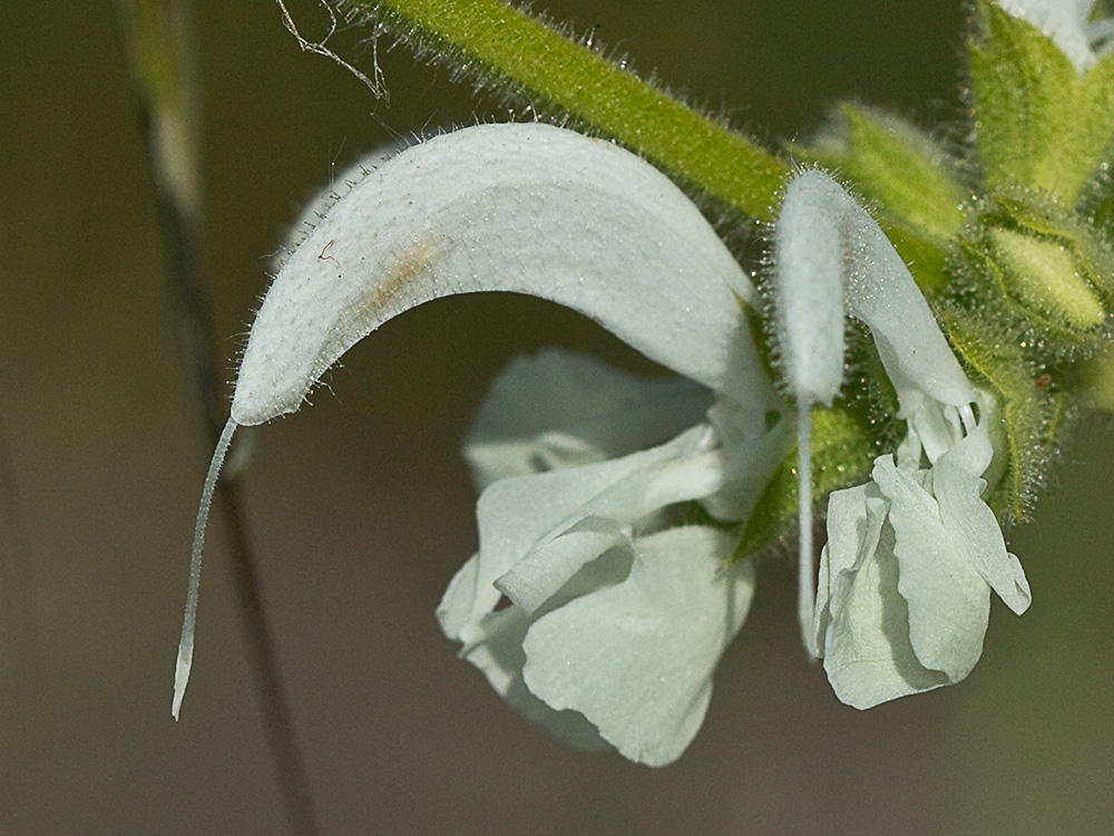 Inflorescencia de Salvia blanca (Salvia argentea)