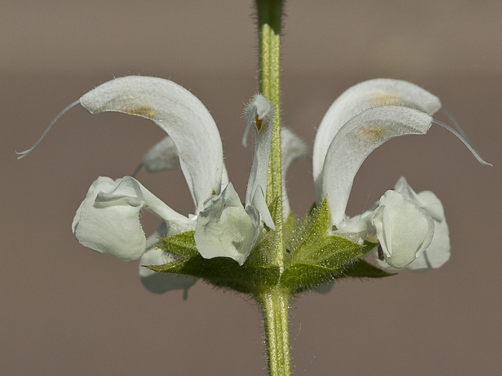 Inflorescencia de Salvia blanca (Salvia argentea)
