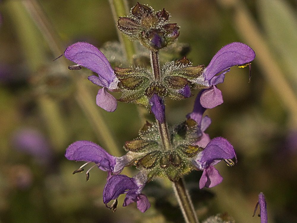 Salvia de la pradera