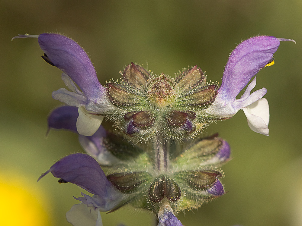 Salvia de la pradera