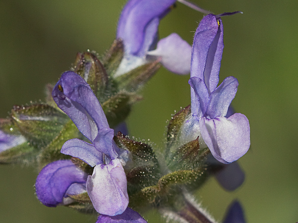 Salvia de la pradera