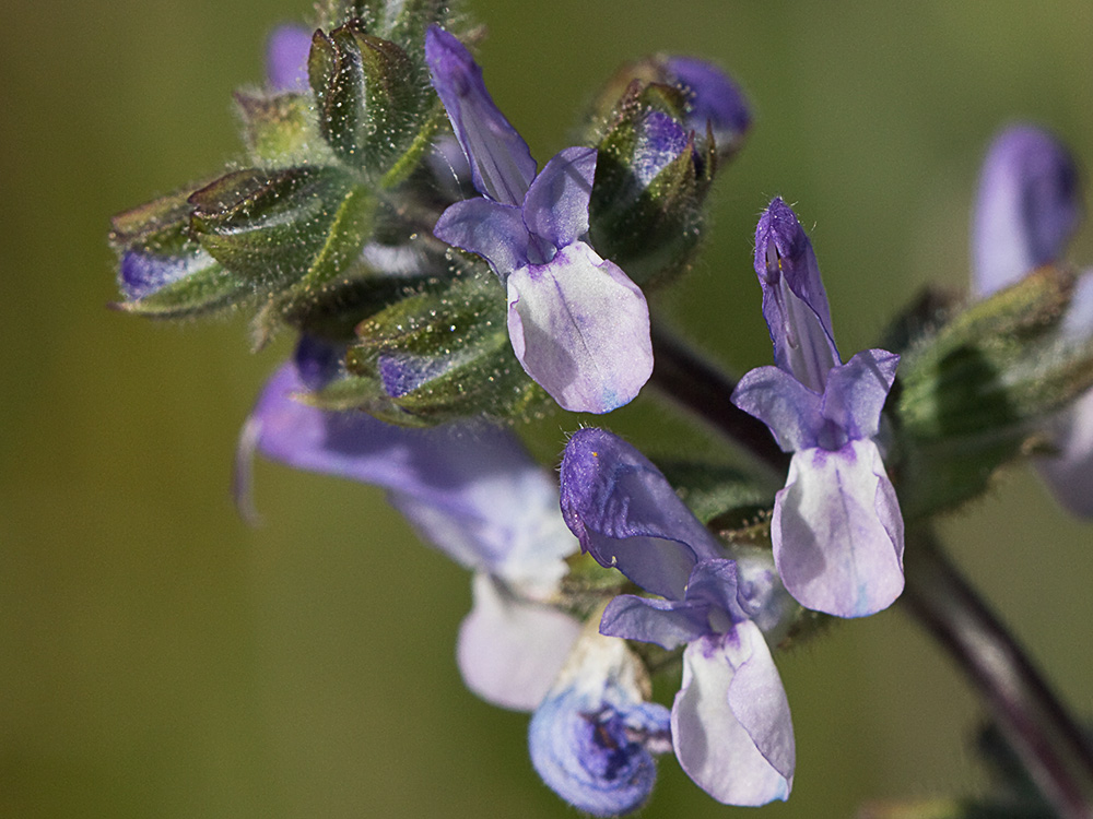 Salvia de la pradera