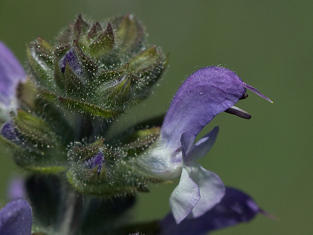 Salvia de la pradera