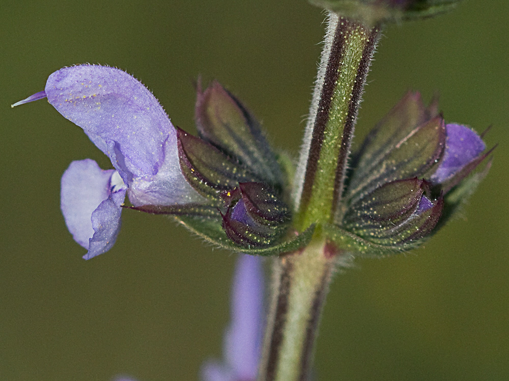 Salvia de la pradera