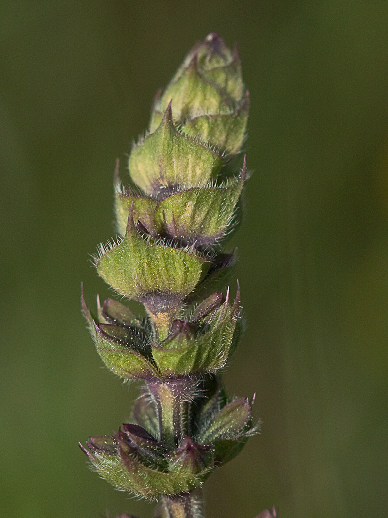 Salvia de la pradera