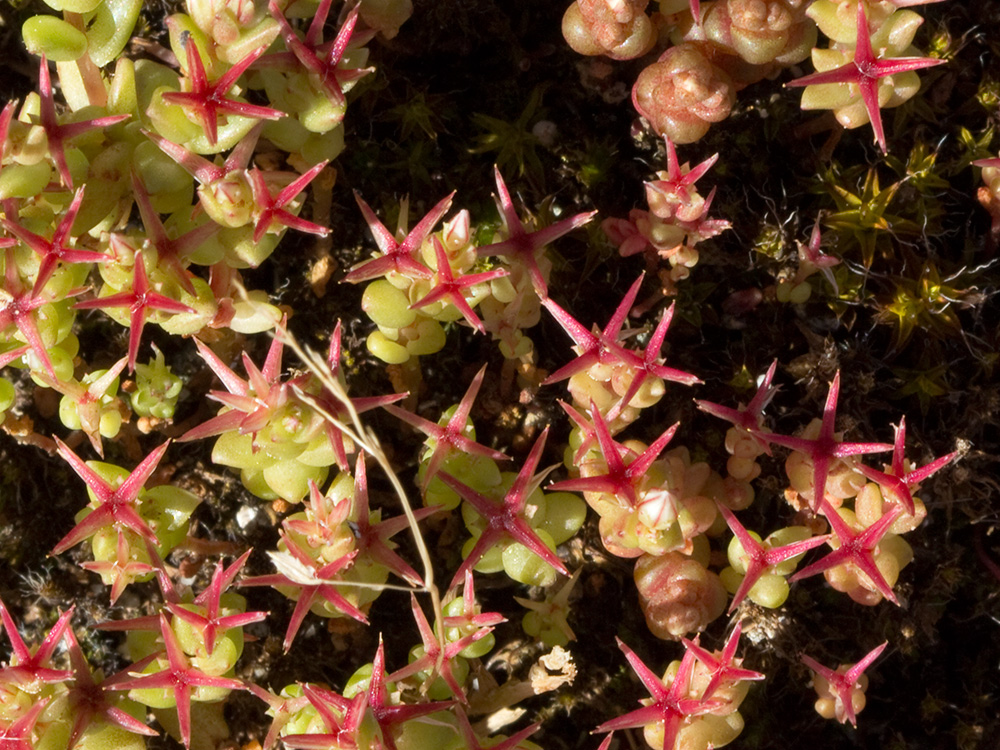 Sedum andevagense