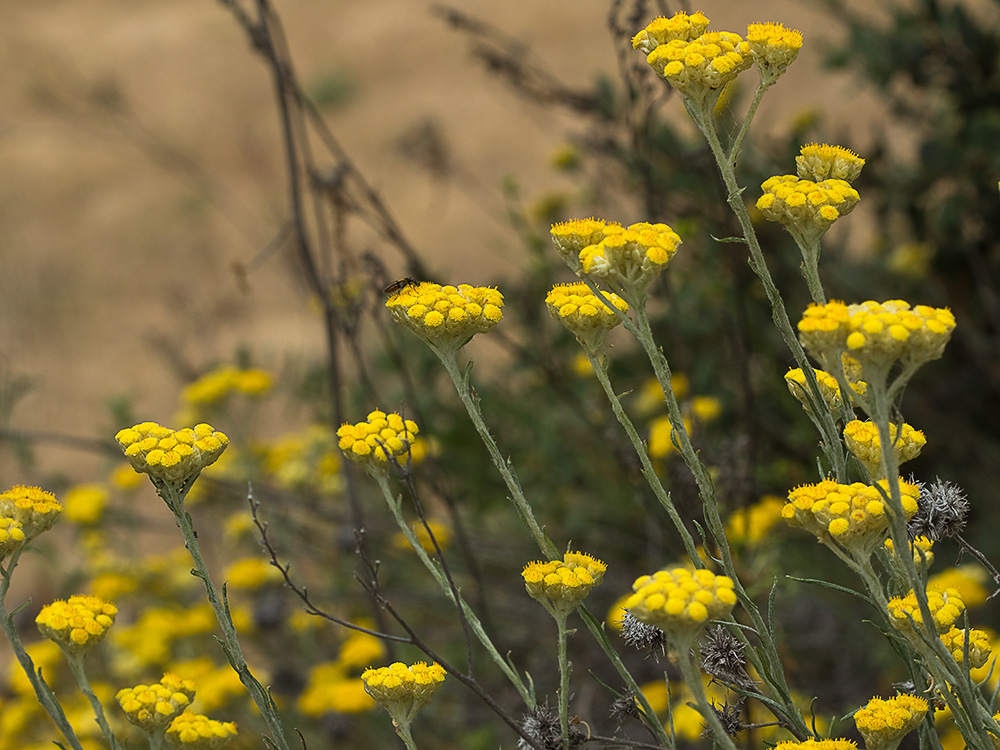 Siempreviva (Helichrysum stoechas)